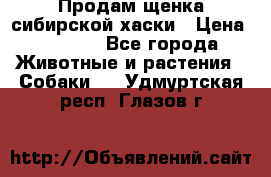 Продам щенка сибирской хаски › Цена ­ 8 000 - Все города Животные и растения » Собаки   . Удмуртская респ.,Глазов г.